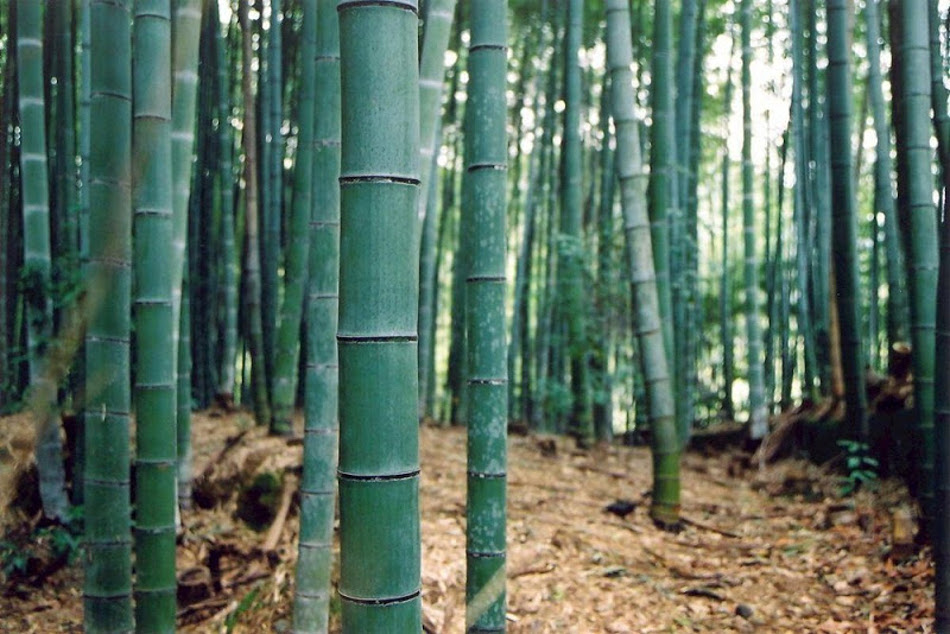 Bambú-3
