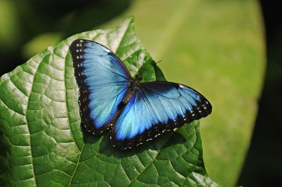 Mariposa Morpho