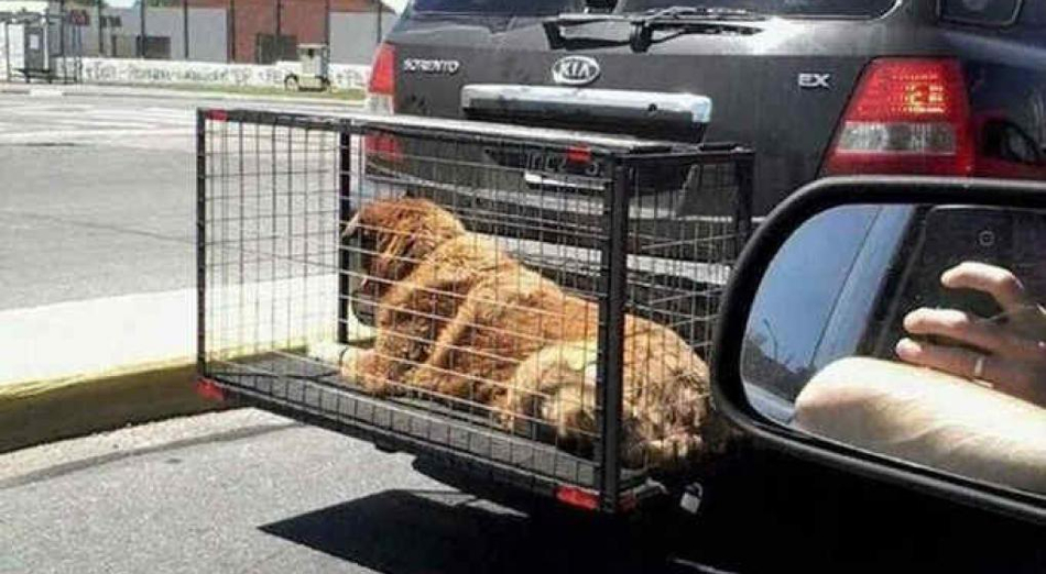 Mascota en jaula