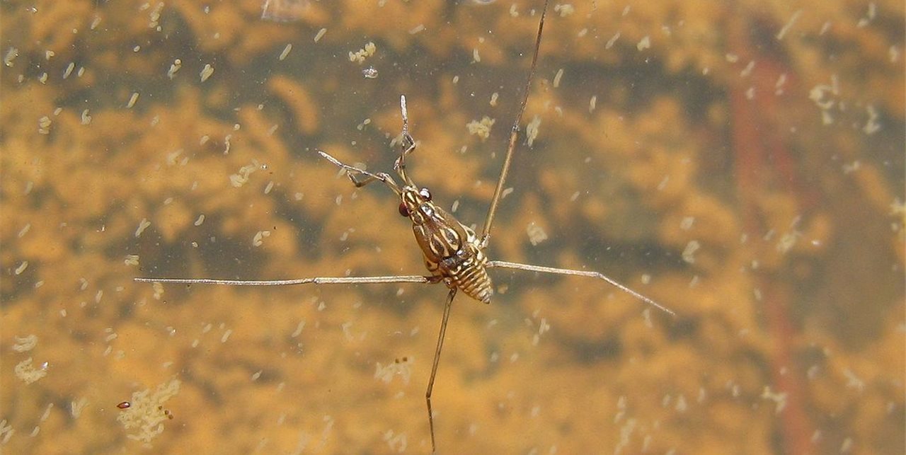 Insecto