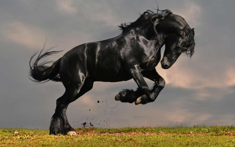 Caballos-2