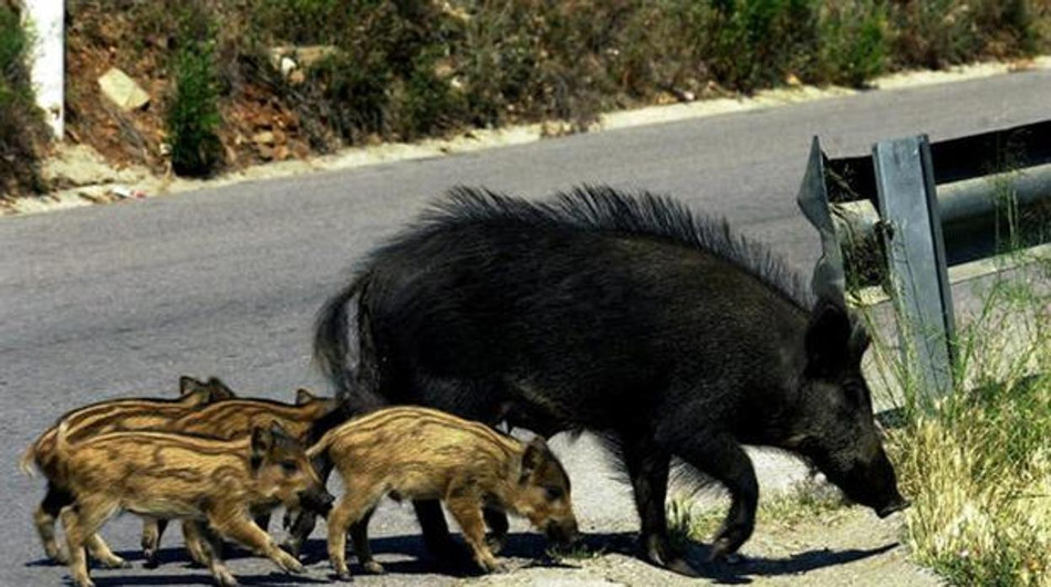 Animales-3
