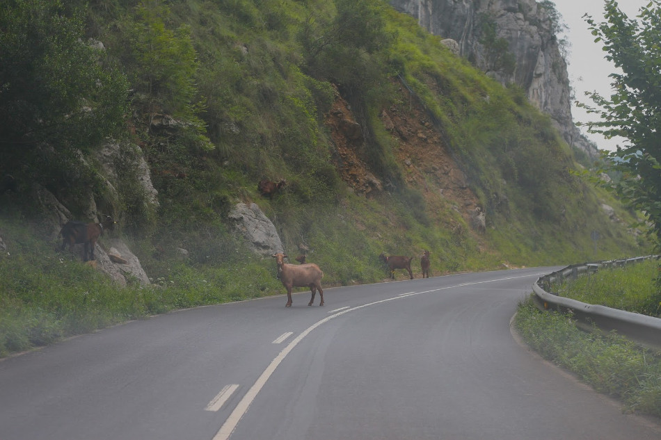 Animales-4