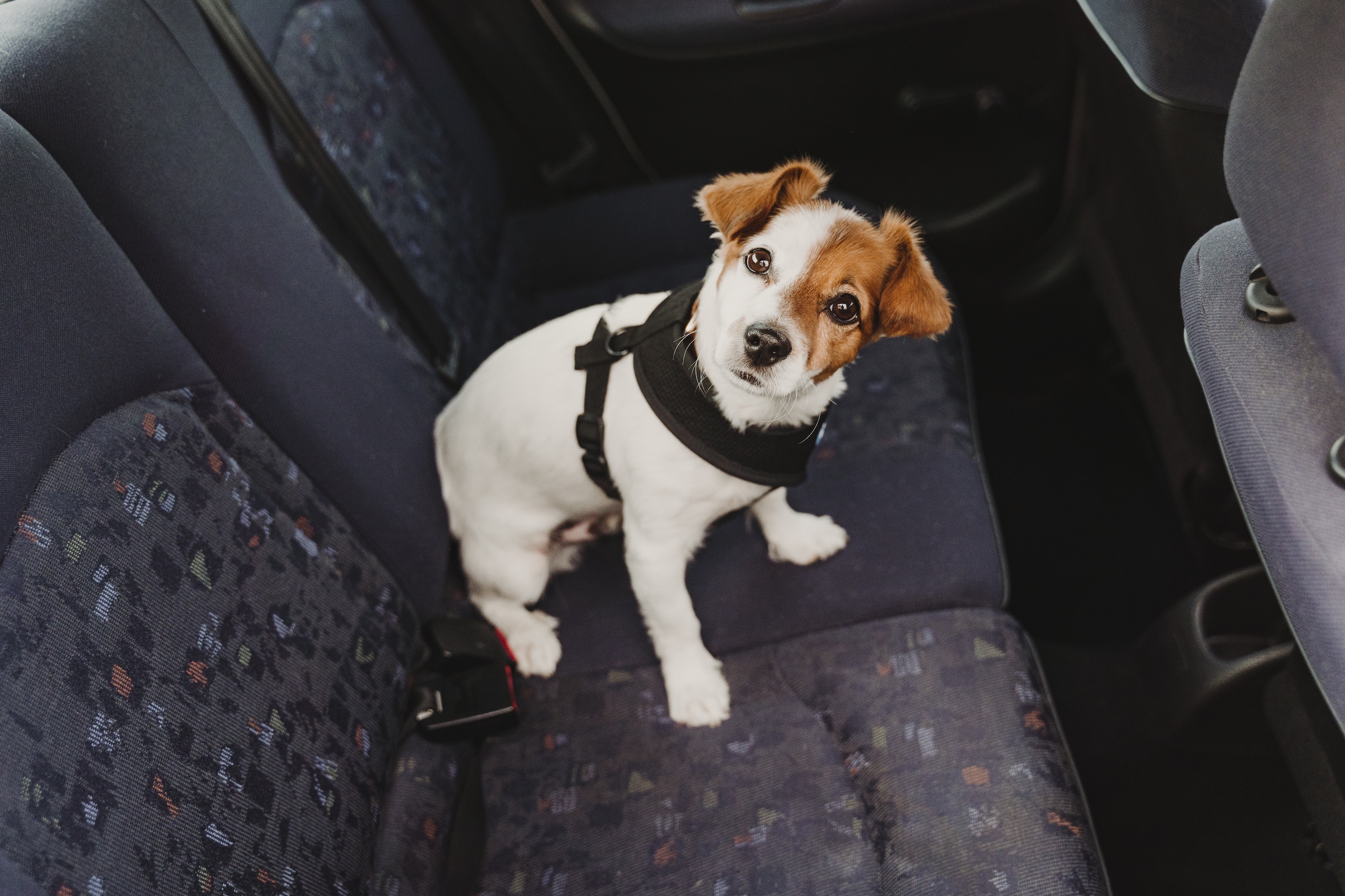 Existen accesorios para atar a tu perro en el asiento trasero