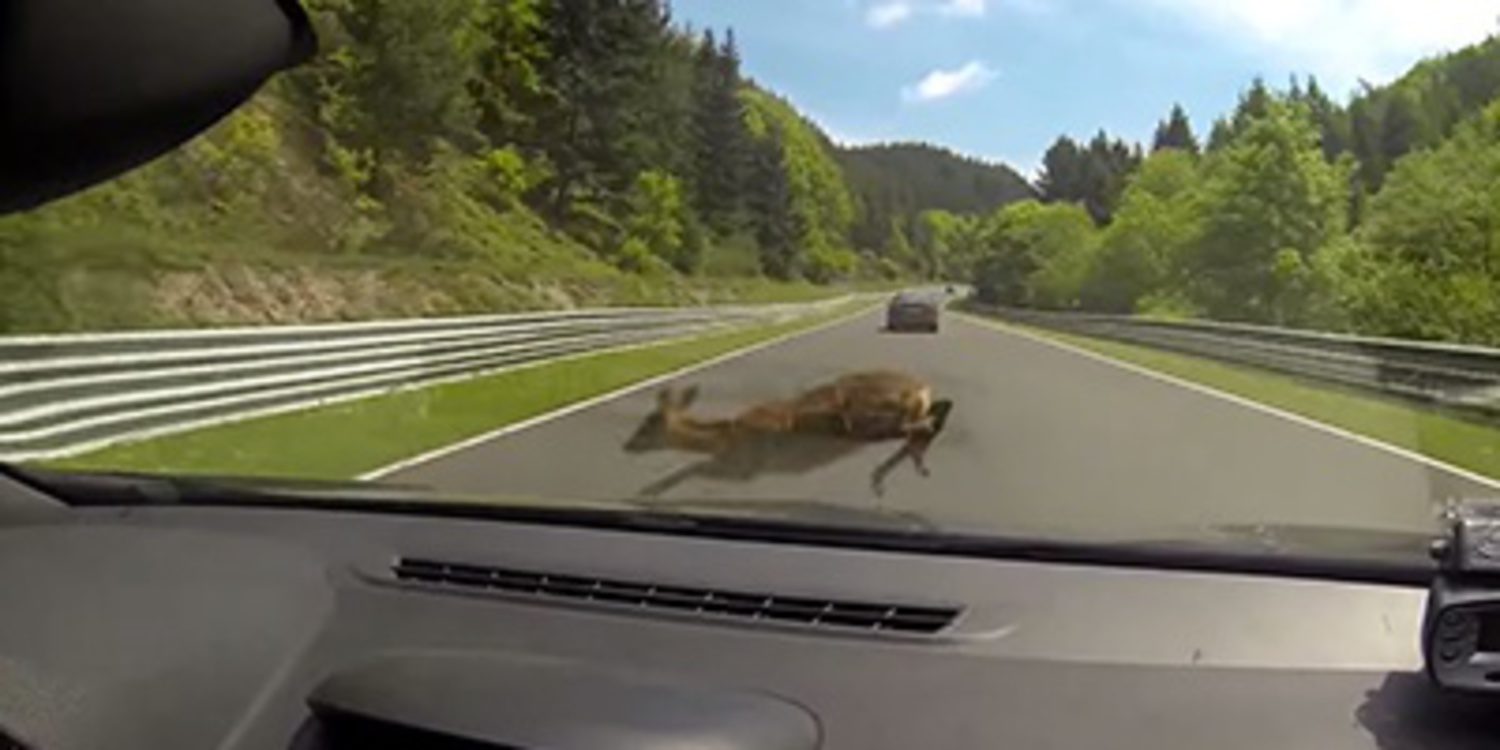 Los peligros de Nürburgring y los animales