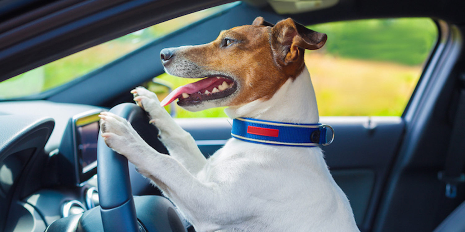Conductor ebrio asegura que era su perro quien conducia