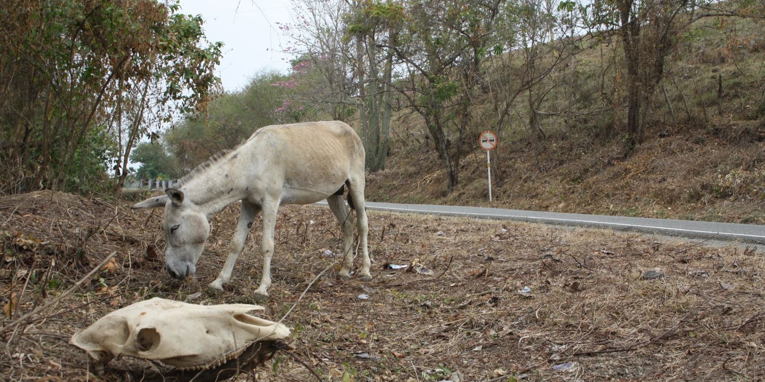 Los peligrosos animales que se atraviesan en las vías