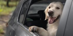 ¿Cómo llevar a tu perro en el coche según la DGT? Normativa poco clara y multas que debes conocer