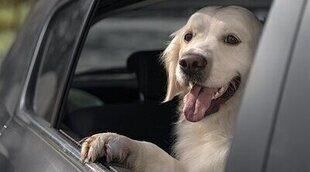 ¿Cómo llevar a tu perro en el coche según la DGT? Normativa poco clara y multas que debes conocer