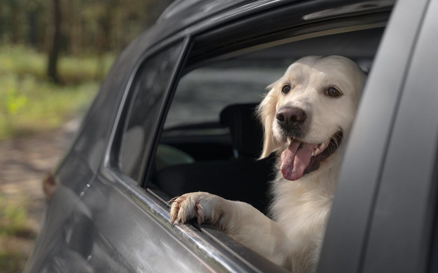 ¿Cómo llevar a tu perro en el coche según la DGT? Normativa poco clara y multas que debes conocer