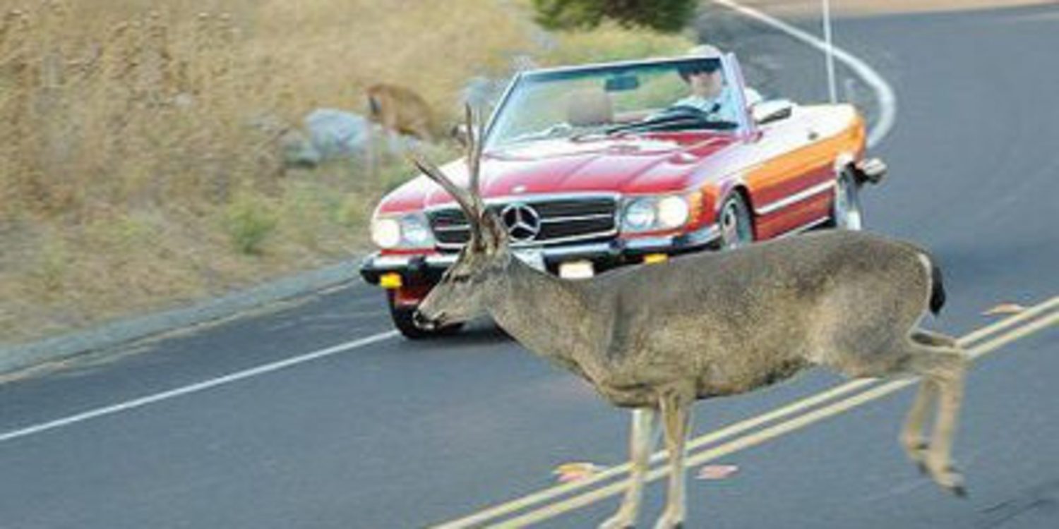 Cuidado conductor, atropellar a un animal es tu culpa