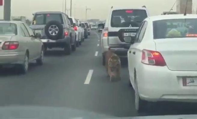 Tigre suelto se pasea por una autopista en Qatar
